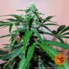 Close-up of a Cannabis plant exhibiting mature buds heavily coated in trichomes, surrounded by vibrant green leaves.