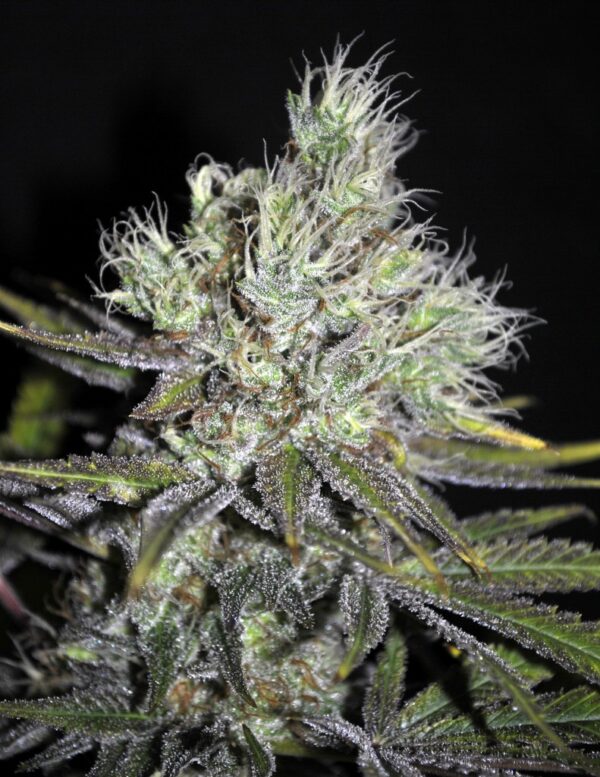Von CBD Crew Seeds Sweet 'n Sour Widow CBD Regular Seeds.Close-up of a cannabis plant showing a mature bud covered in trichomes.