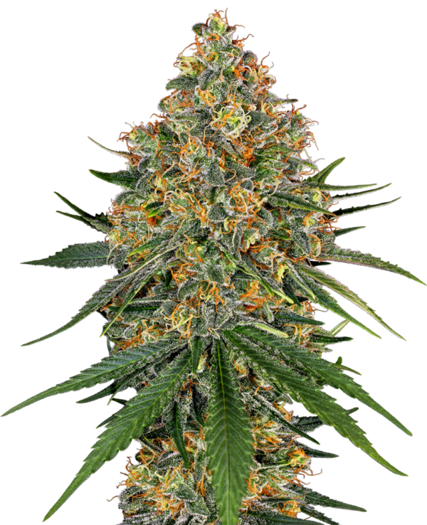A detailed close-up of a mature cannabis plant showcasing dense clusters of buds covered in trichomes, with prominent orange pistils and lush green leaves.