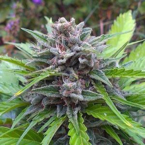 Tundra flowering type Feminized seeds from Dutch Passion Seeds.